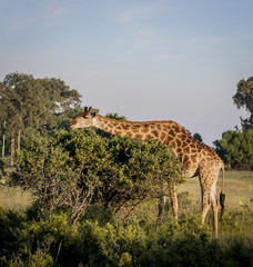Giraffe