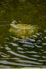 Aquatic turtle