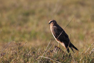 Wildlife