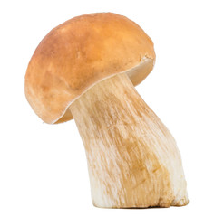 Cep mushroom