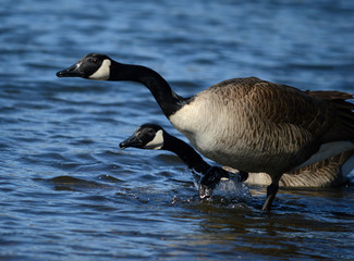 Two Canada geese looking out