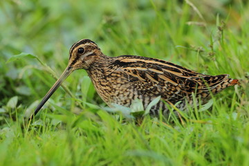 Wildlife