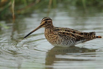 Wildlife
