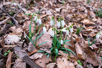 First spring flowers, snowdrops