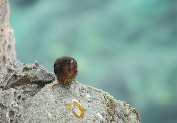 Wildlife