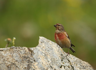Wildlife