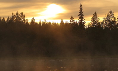 Fototapeta premium Wildlife