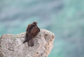 Wildlife