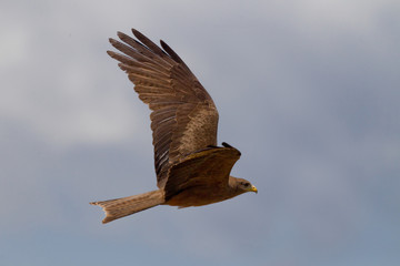Wildlife