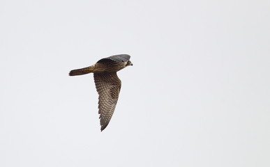 Wildlife
