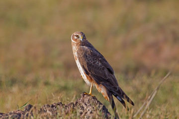 Wildlife