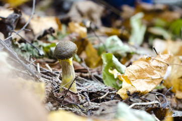 Mushroom in the forest. Edible mushroom.