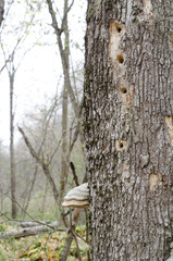 mushrooms on a tree in a forest