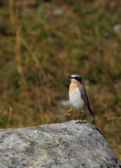 Wildlife