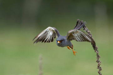 Wildlife