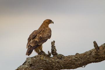 Wildlife