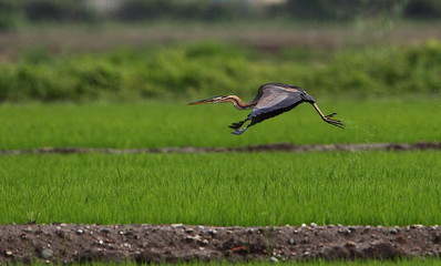 Wildlife