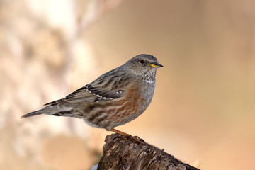 Wildlife