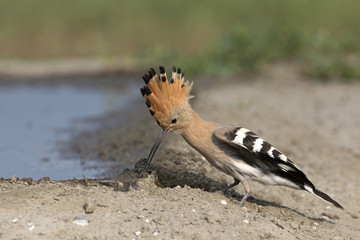 Wildlife