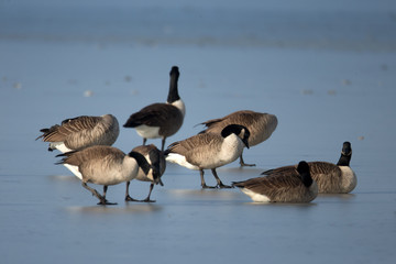 Wildlife