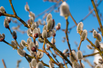 Close up of pussy willows on blue background