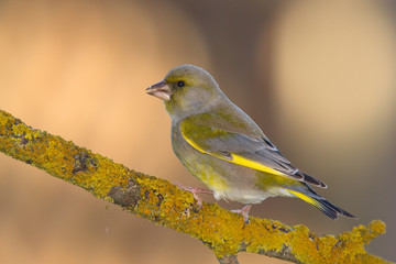 Wildlife