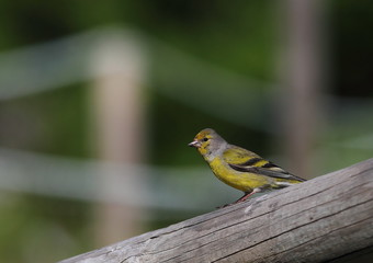 Wildlife