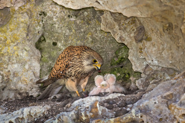 Wildlife