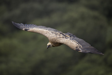 Wildlife