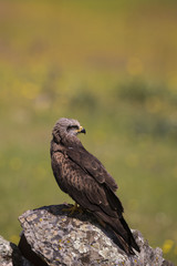 Wildlife