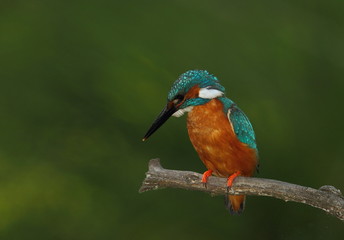Wildlife