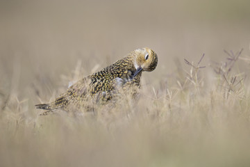 Wildlife