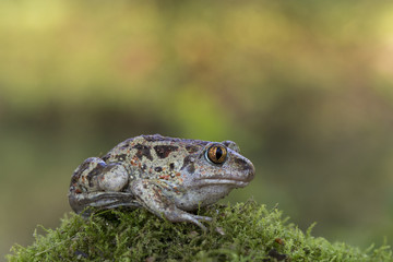 Wildlife