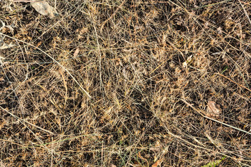 Dry grass background