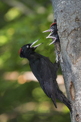 Wildlife