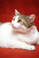 White with brown European shorthair cat on a red background