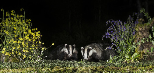 Animal © Fabrizio Moglia