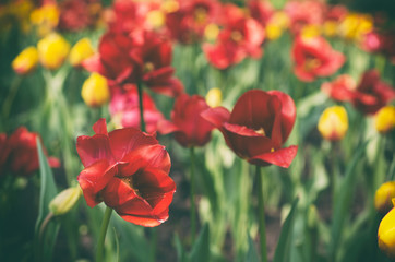 Red beautiful tulips field in spring time, seasonal natural floral vintage hipster background
