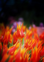 Photo of bright fiery tulips