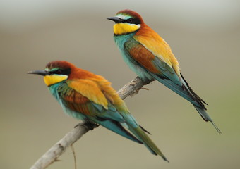 Wildlife