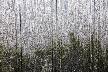 Серо белая текстура дерева © butus