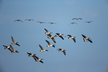 Wildlife