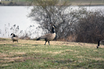 Canadian Geese hanging out on the grass, next to the lake