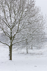 Fototapeta premium Endlich Schnee