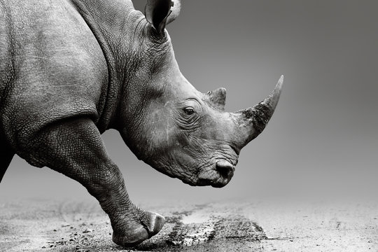 Rhino close up while mobile in Pilanesberg National Park. Fine art, monochrome. Rhinocerotidae