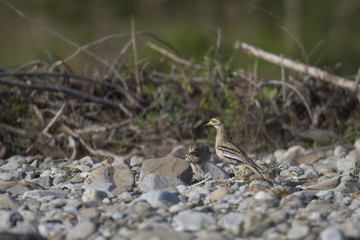 Wildlife