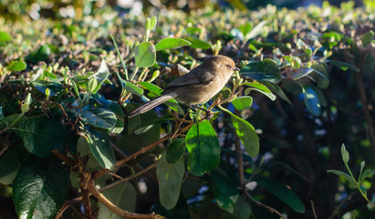 Tiny bird in morning sun