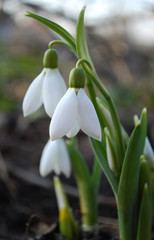 Fototapeta premium подснежники