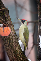 Wildlife