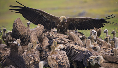 Wildlife